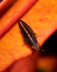 Cephaloconus cyprinus
