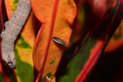 Cephaloconus cyprinus