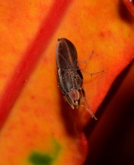 Cephaloconus cyprinus