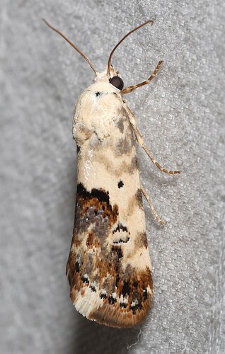 Ponometia libedis