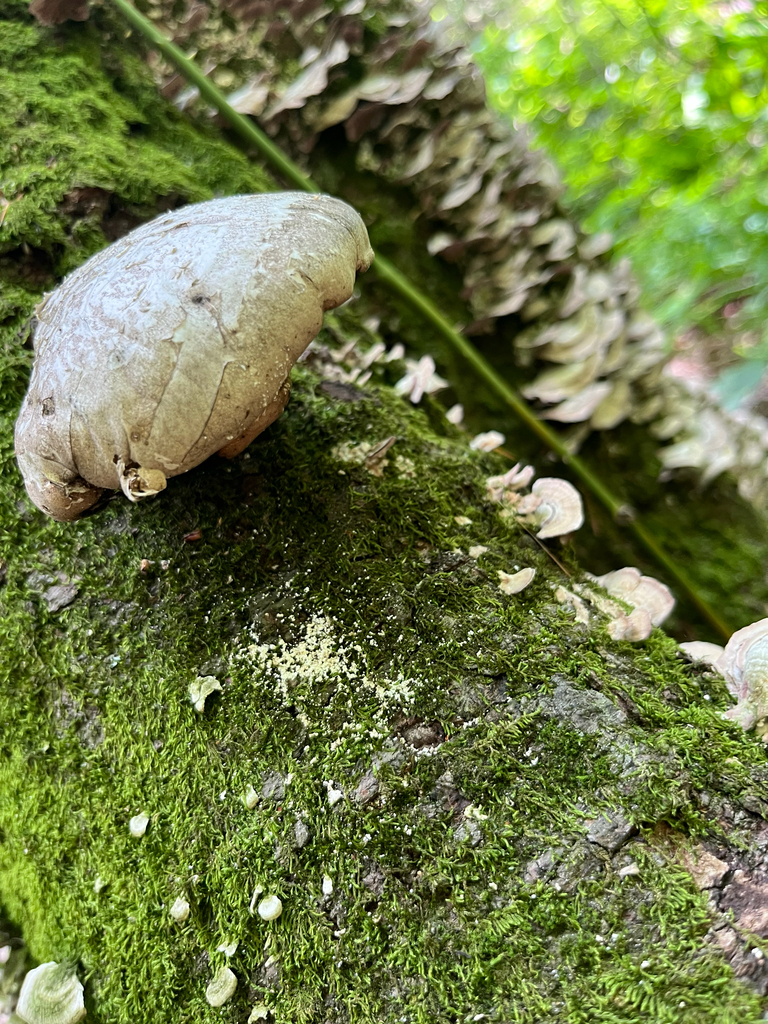 birch polypore · June 2026 · photo: Photo: (c) Joshua Huber, some rights reserved (CC BY-SA) · iNaturalist