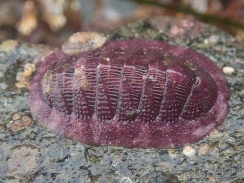 Merten's Chiton