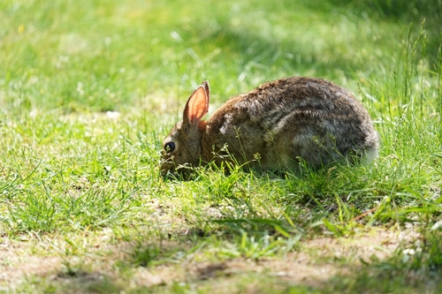 Eastern Cottontail