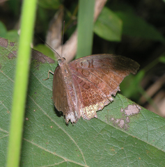 Tanaecia julii odilina
