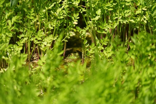 American Bullfrog