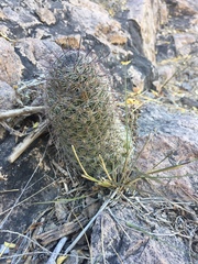 Mammillaria sheldonii