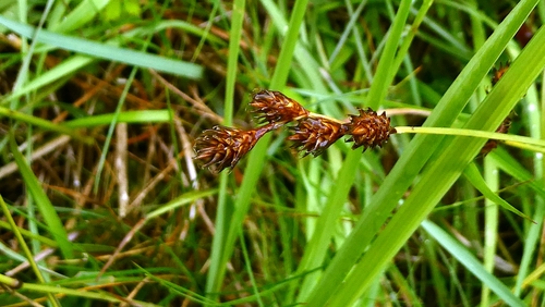 oval sedge