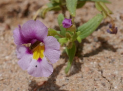 Erythranthe rhodopetra