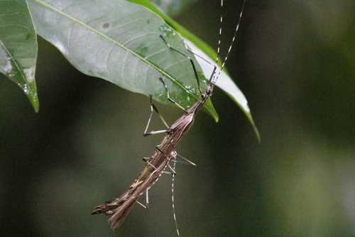 Tithonophasma cancellatum