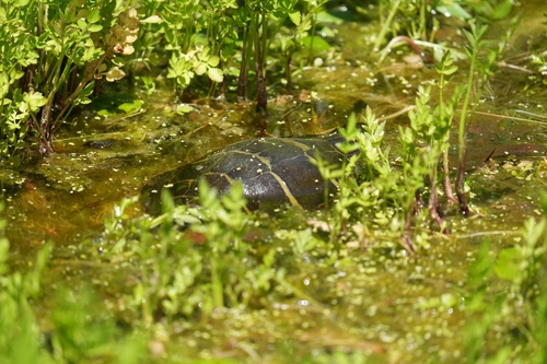 Painted Turtle