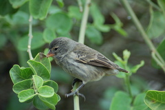 Camarhynchus parvulus