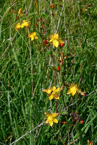 Slender St John's-wort