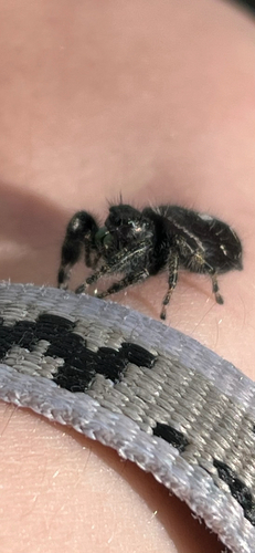 Bold Jumping Spider