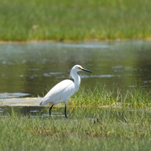 Snowy Egret