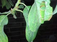 Papilio menatius victorinus