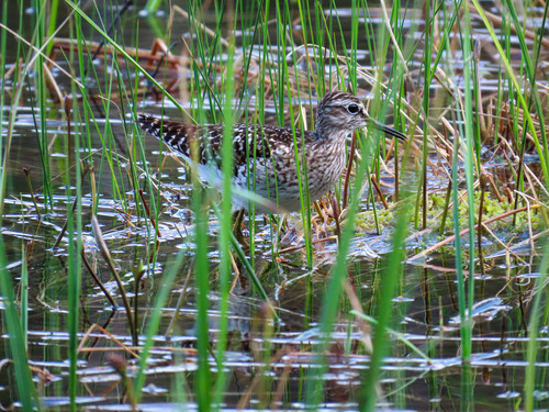 iNaturalist image