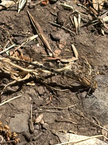 iNaturalist observation photo of Emma's Dancer