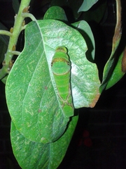 Papilio menatius victorinus