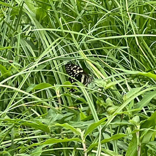 Citrus Swallowtail