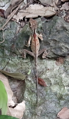 Acanthosaura lepidogaster