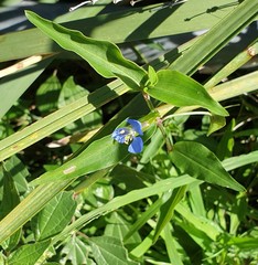Commelina cyanea
