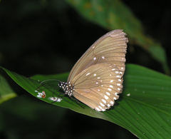 Euploea core godartii