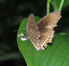 Euploea core godartii