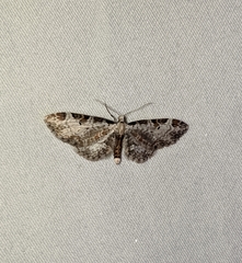 Eupithecia ravocostaliata