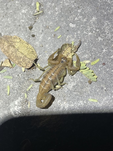 Orange Lesser-Thicktail Scorpion