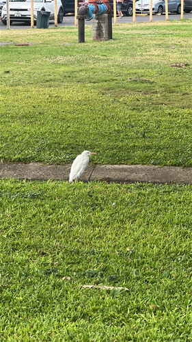 iNaturalist image