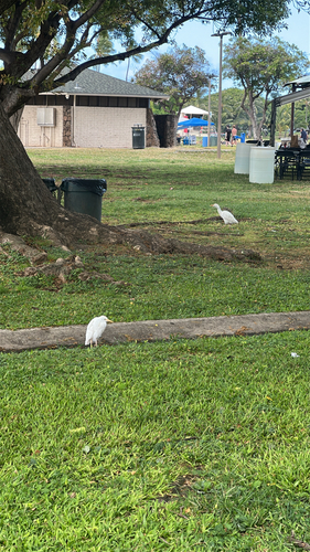 iNaturalist image