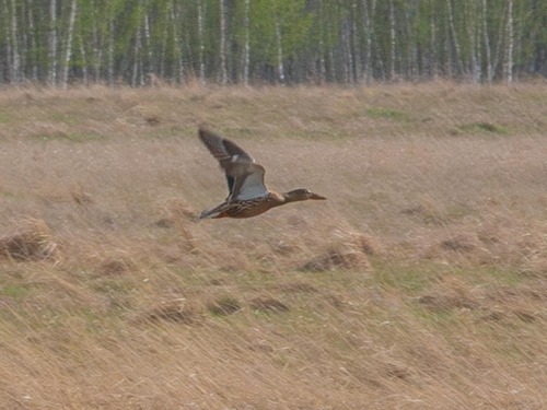 iNaturalist image