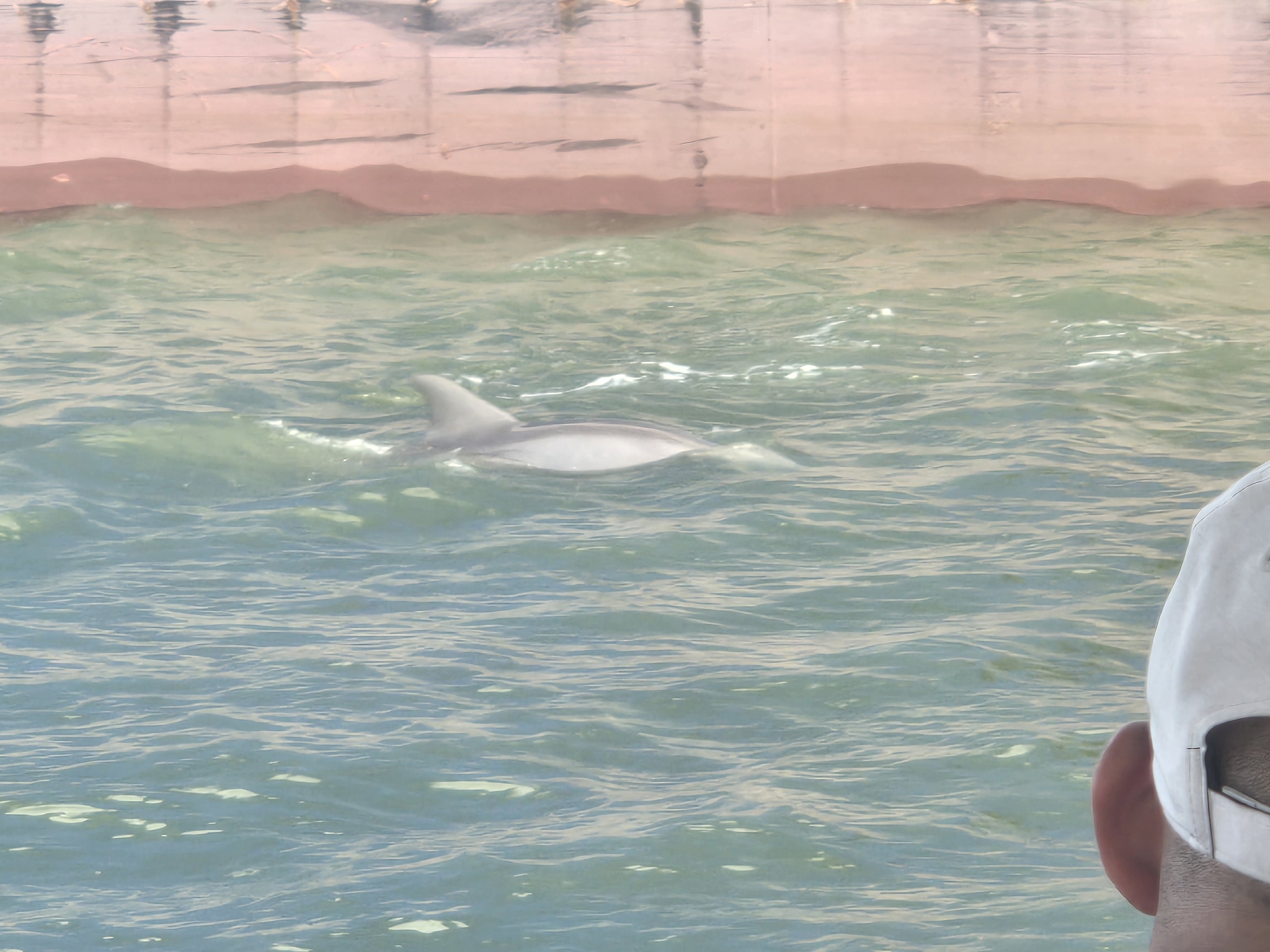 Tursiops truncatus