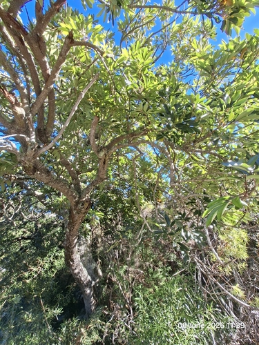 Cunonia capensis, photograph 5