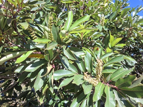 Cunonia capensis, photograph 6