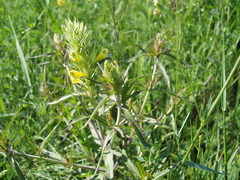 Melampyrum argyrocomum