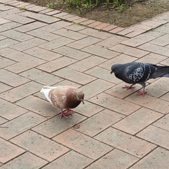 Columba livia domestica