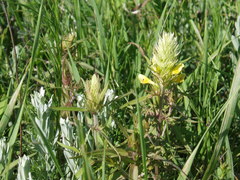 Melampyrum argyrocomum