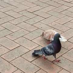 Columba livia domestica