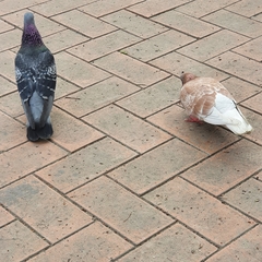 Columba livia domestica