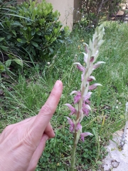 Anacamptis sancta