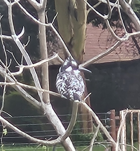 iNaturalist image