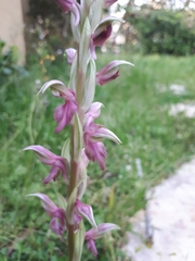 Anacamptis sancta