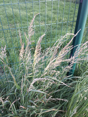 Arrhenatherum elatius