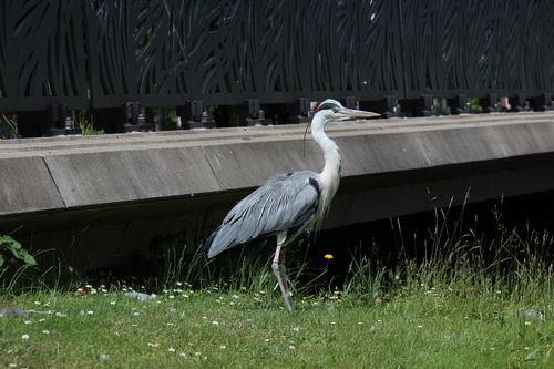 iNaturalist image