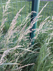 Arrhenatherum elatius