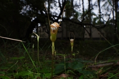 Pterostylis ophioglossa