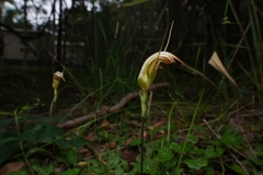 Pterostylis ophioglossa