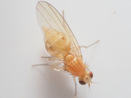 Aulogastromyia anisodactyla