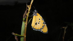 Danaus chrysippus dorippus